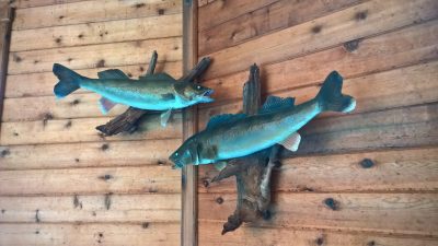 Walleyes are hung